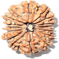 16 mukhi Rudraksha